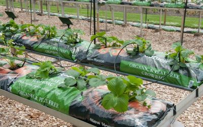 Thornbury in Bloom agree to go peat free